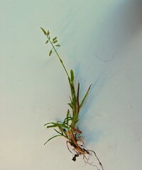 Annual Meadow Grass - Lawn Grasses