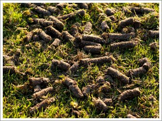 Core Aeration
