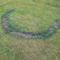 Fairy Ring