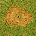 Fusarium Patch Disease