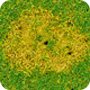 Lawn Disease