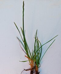 perennial rye grass - lawn grasses