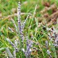 Slime Mould