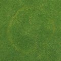 Superficial Fairy Ring - Thatch Fungus - Lawn Disease
