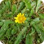 Lawn Weeds